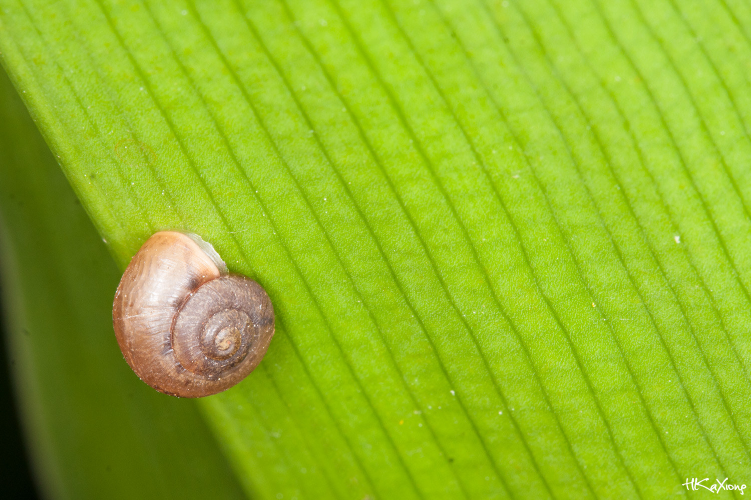 Canon EF-S 60mm F2.8 Macro USM sample photo. Little snail photography