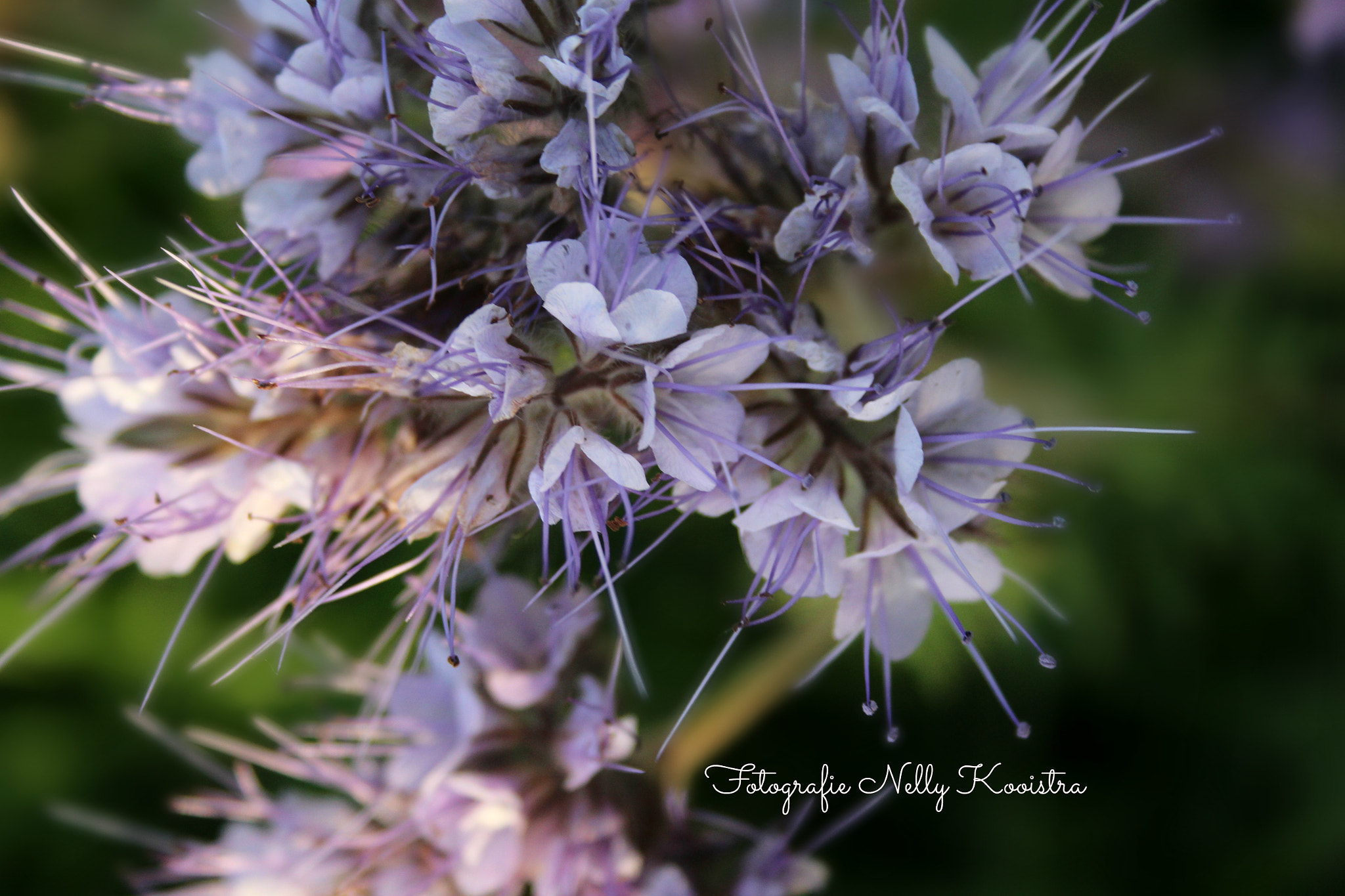 Canon EF-S 18-55mm F3.5-5.6 II sample photo. Flower photography