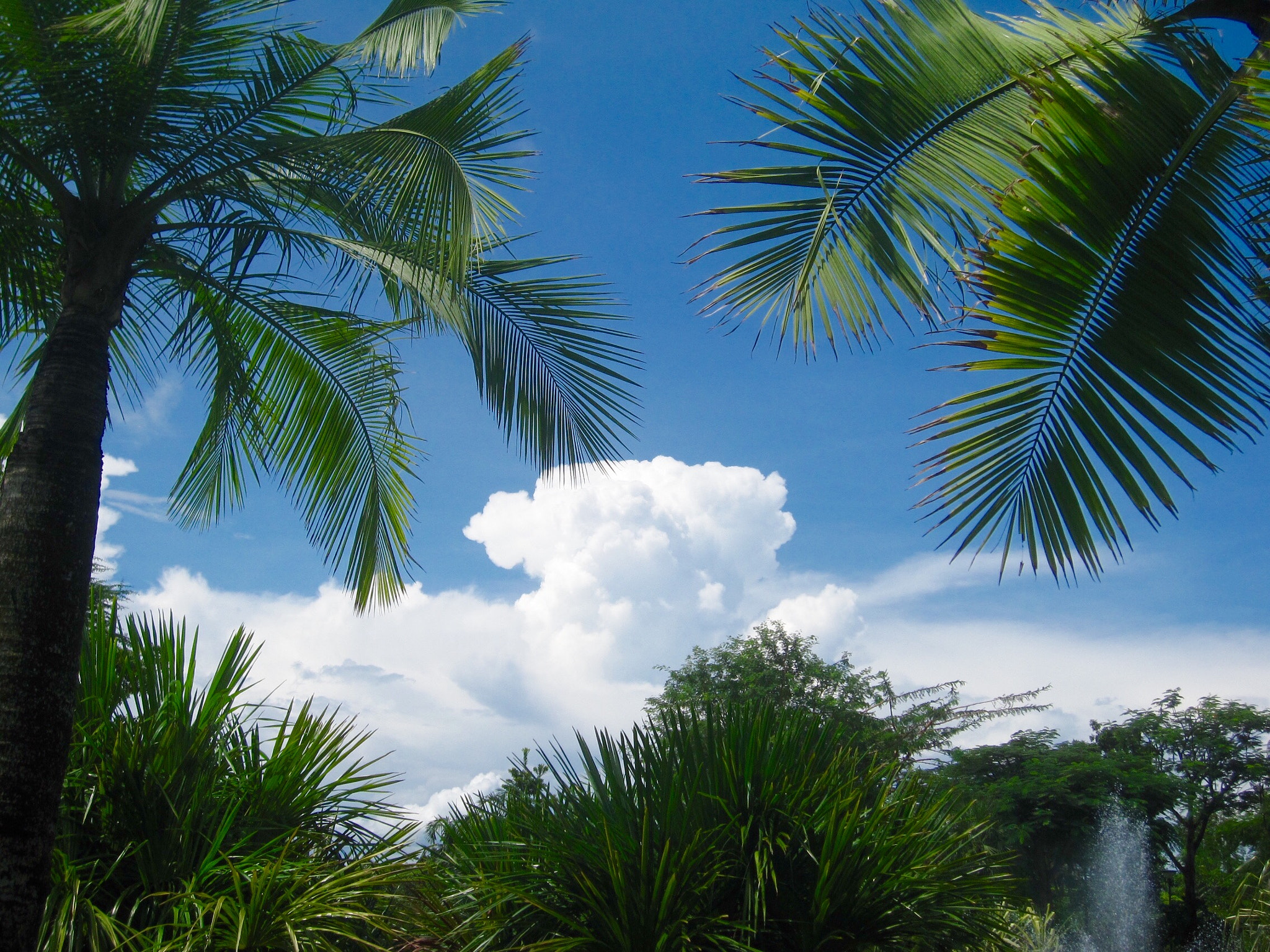 Canon PowerShot SD880 IS (Digital IXUS 870 IS / IXY Digital 920 IS) sample photo. Tropical scenery 热带风光 photography