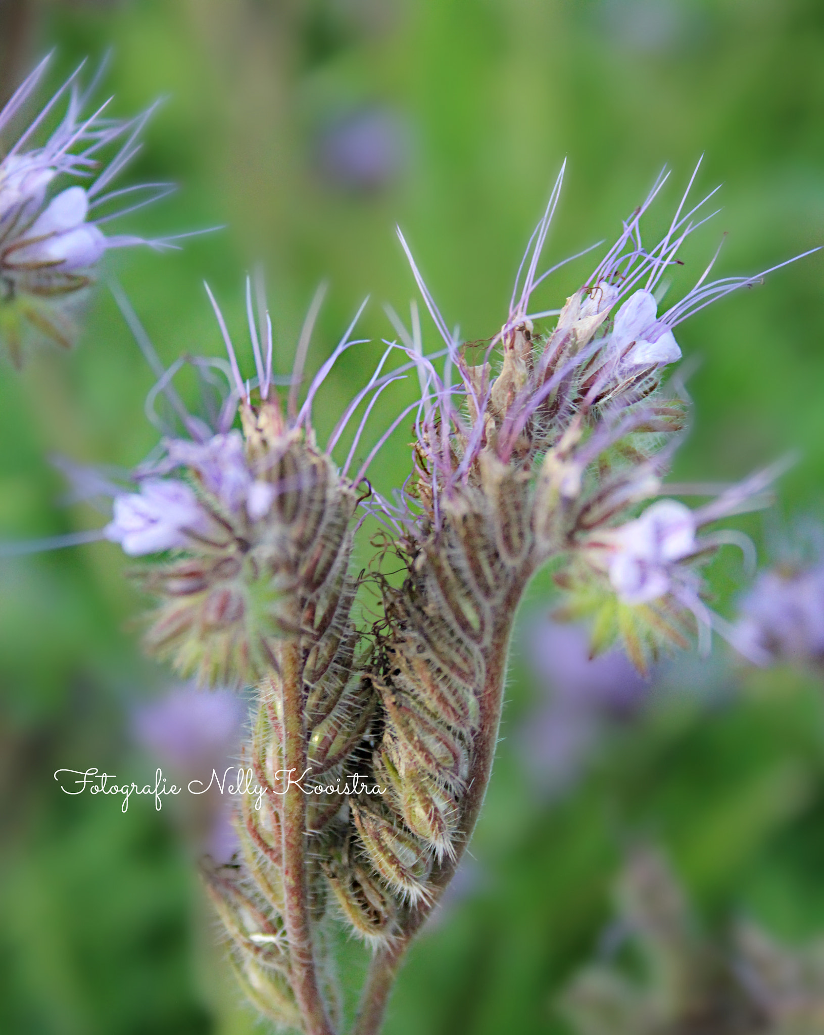 Canon EF-S 18-55mm F3.5-5.6 II sample photo. Flower photography