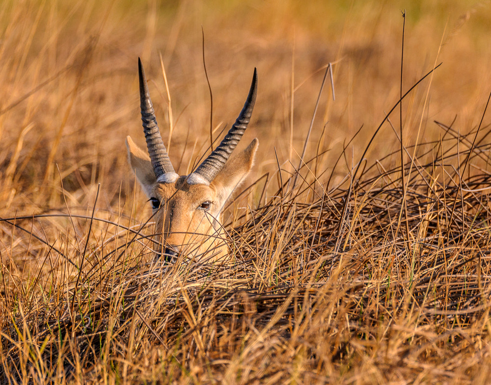 Sigma 150-600mm F5-6.3 DG OS HSM | S sample photo. Reedbuck photography