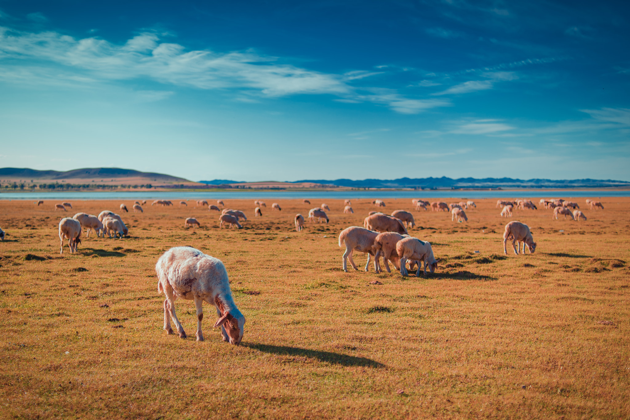 Nikon D810 + Nikon AF Nikkor 35mm F2D sample photo. Lambs photography
