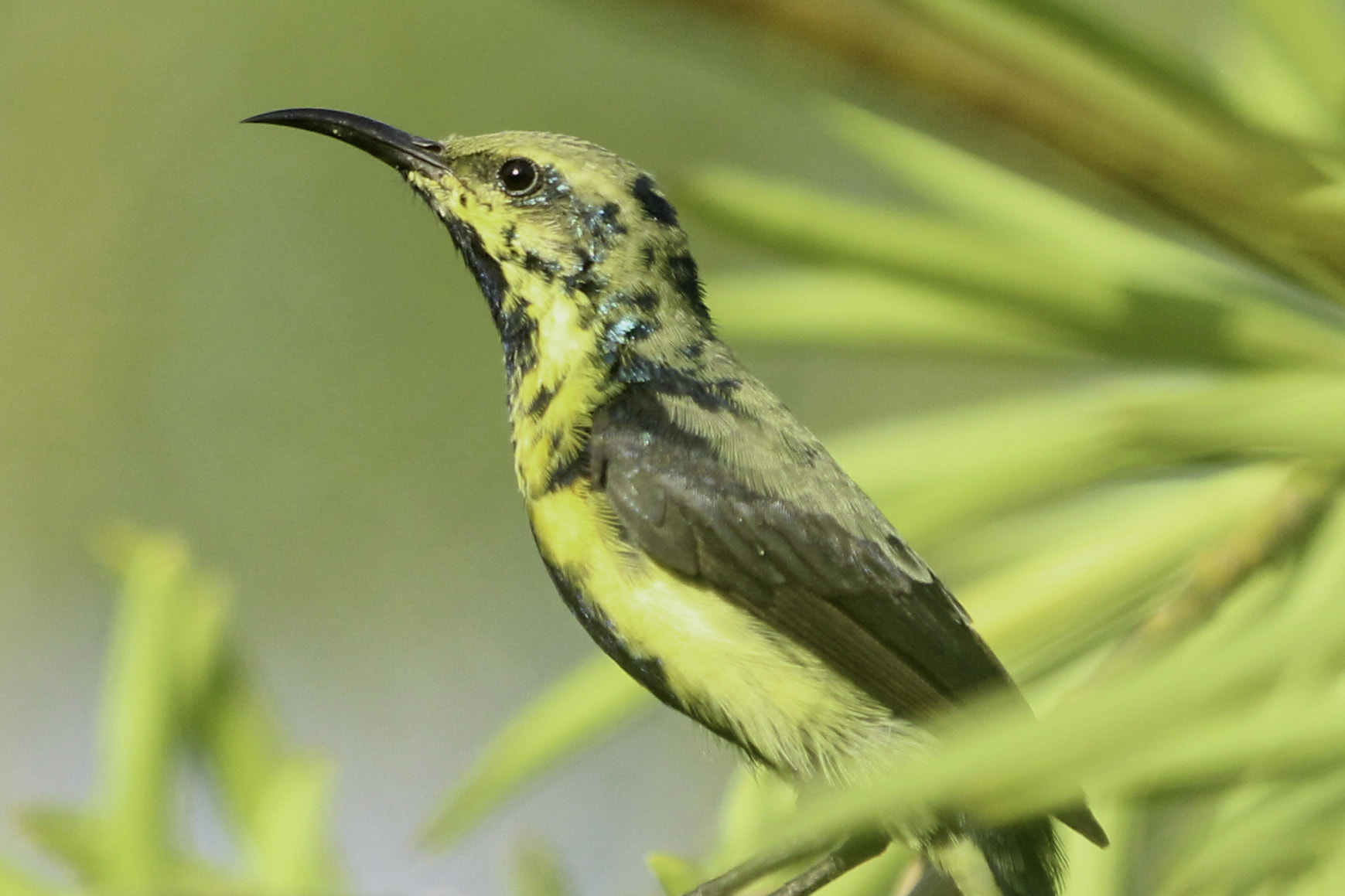 Canon EF 70-200mm F2.8L IS II USM sample photo. Purple sunbird in eclipse plumage photography