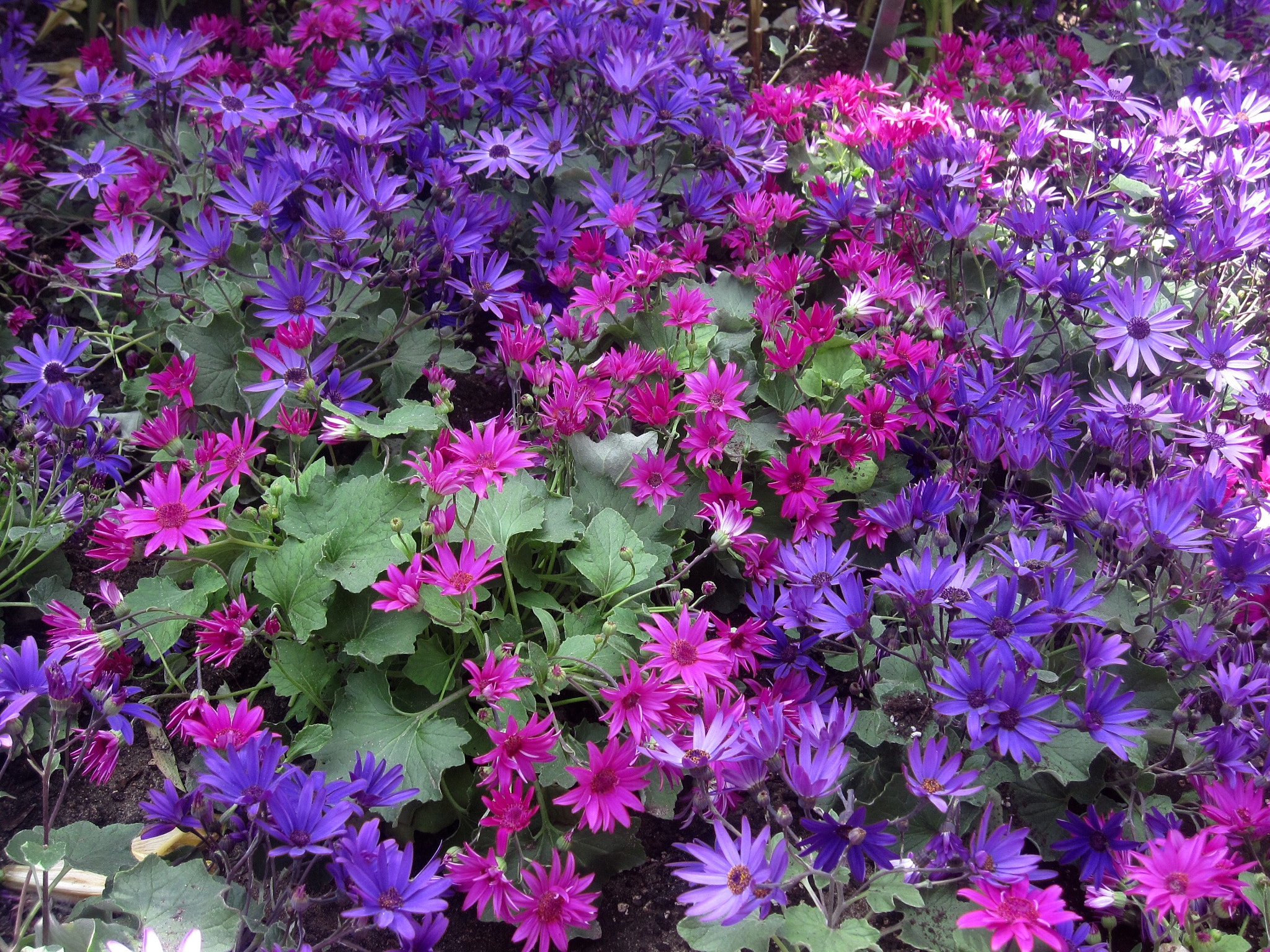Canon PowerShot SD880 IS (Digital IXUS 870 IS / IXY Digital 920 IS) sample photo. Aster novi-belgii 荷兰菊 photography