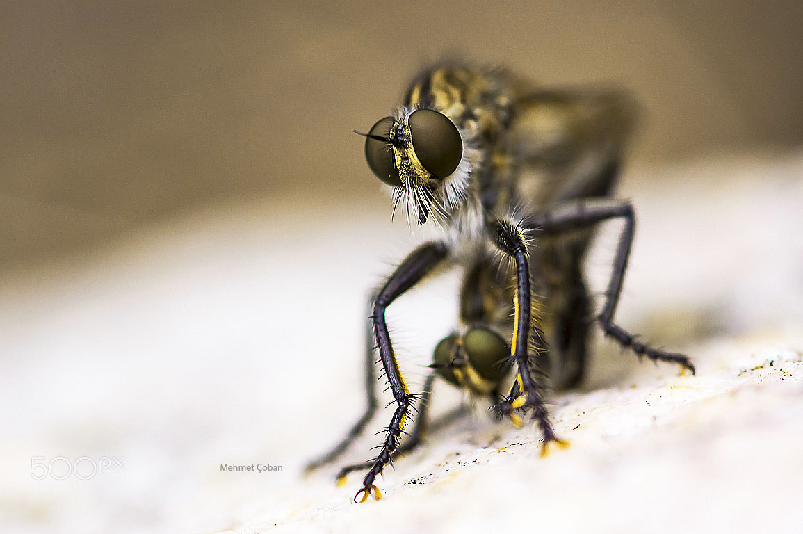Pentax K-3 II sample photo. Cartoon insects photography