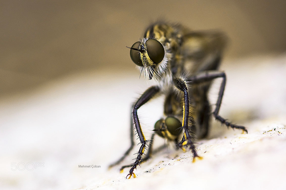 Pentax K-3 II + Sigma sample photo. Cartoon insects photography