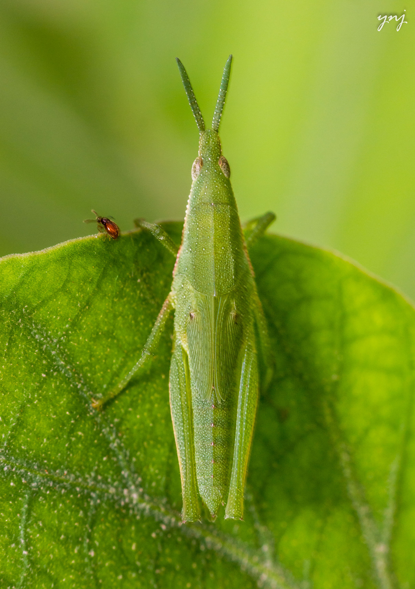Sigma 70-300mm F4-5.6 APO DG Macro sample photo. Green on green photography