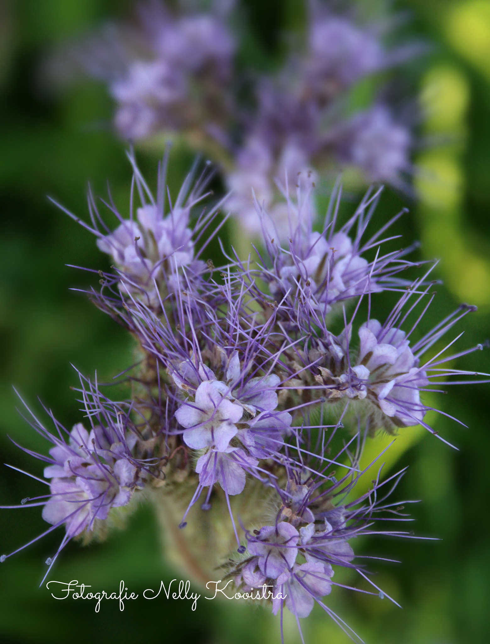 Canon EF-S 18-55mm F3.5-5.6 II sample photo. Flower photography