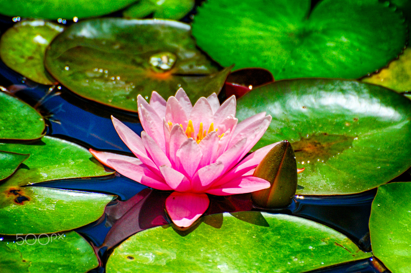 Nikon D40 sample photo. Pink lily fair photography