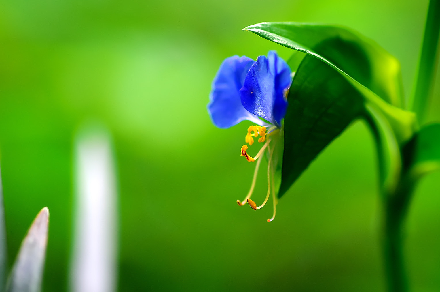 Pentax smc D-FA 100mm F2.8 Macro WR sample photo. Dayflower photography