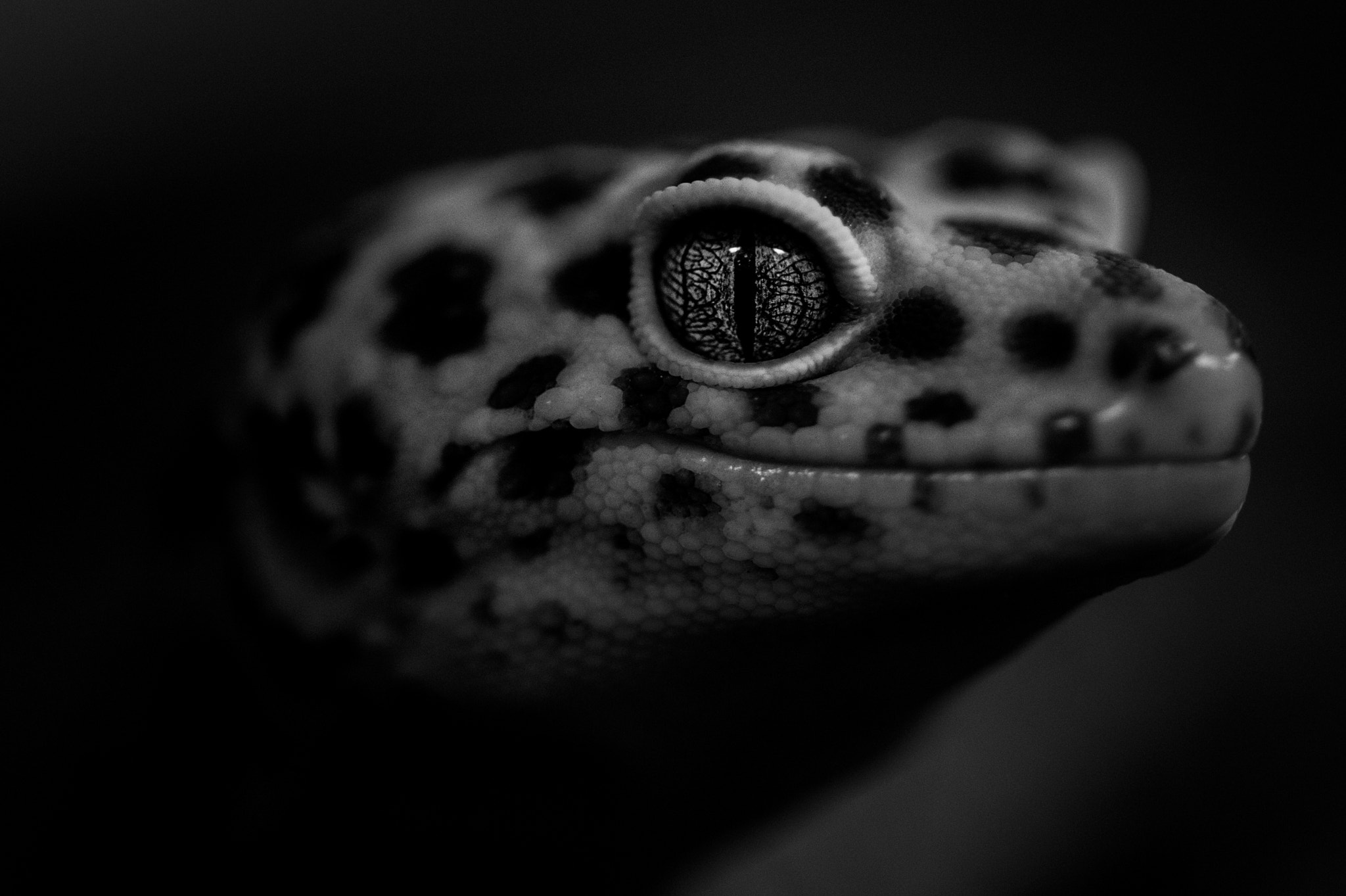 Nikon Df sample photo. Gecko photography