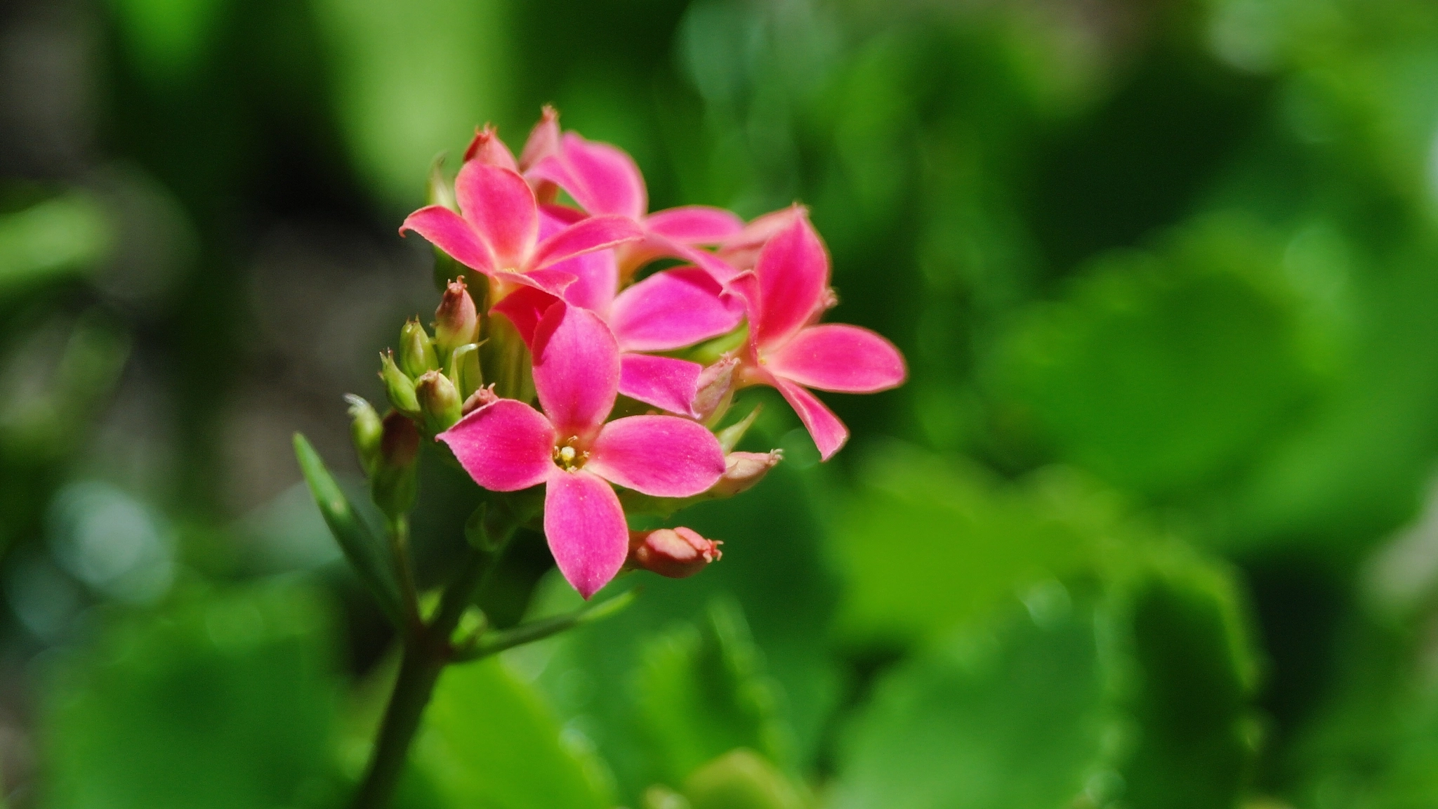 Samsung NX5 sample photo. Coral flower photography