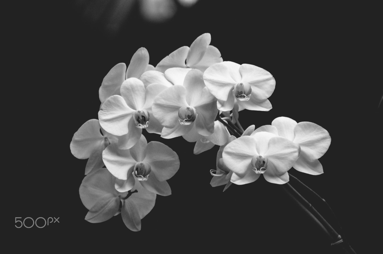 Nikon D40 sample photo. Black and white orchids photography