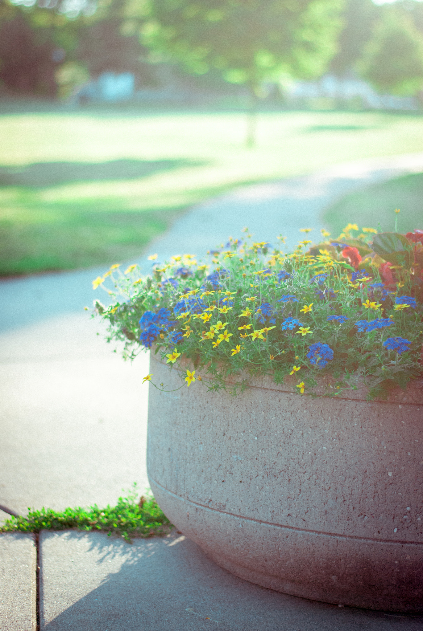 Nikon D80 + Nikon AF-S Nikkor 50mm F1.8G sample photo. Cliche flowers photography