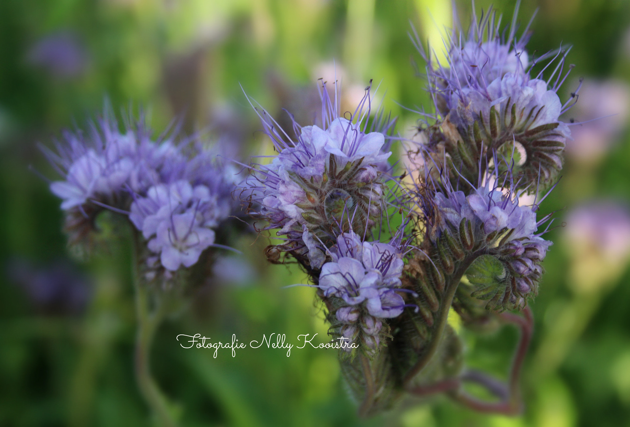 Canon EF-S 18-55mm F3.5-5.6 II sample photo. Flower photography
