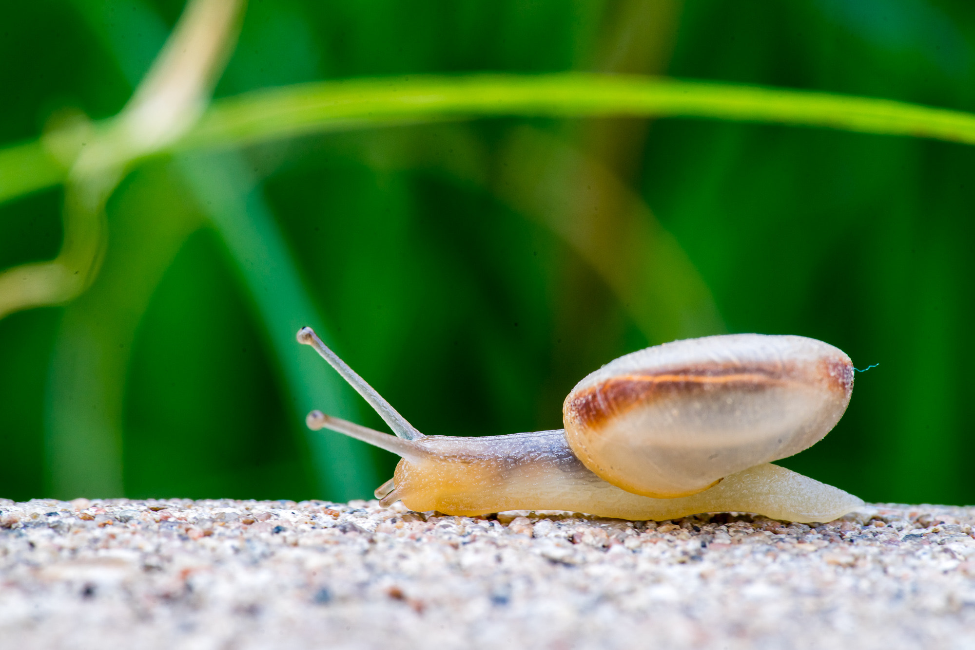 Voigtlander Macro APO-Lanthar 125mm F2.5 SL sample photo. Snail photography