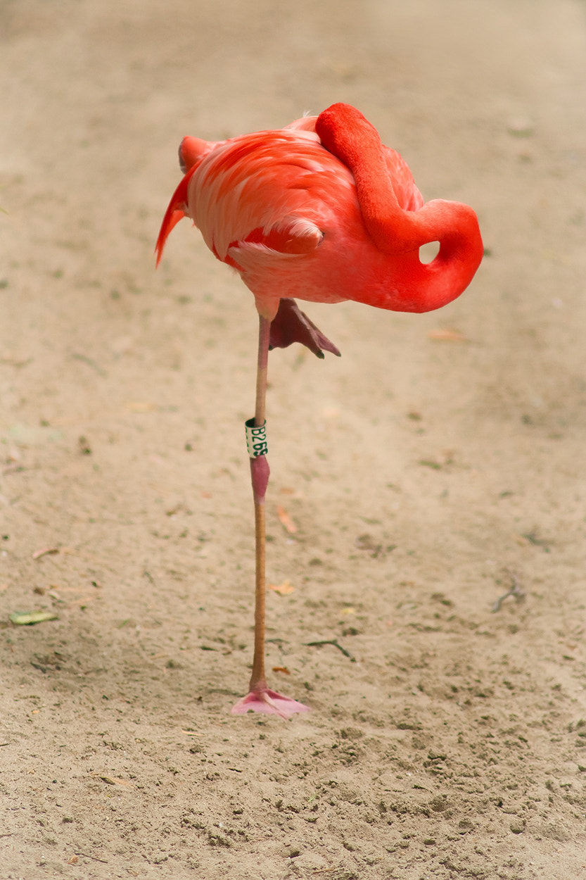 Sony Alpha DSLR-A850 sample photo. Flamingo photography