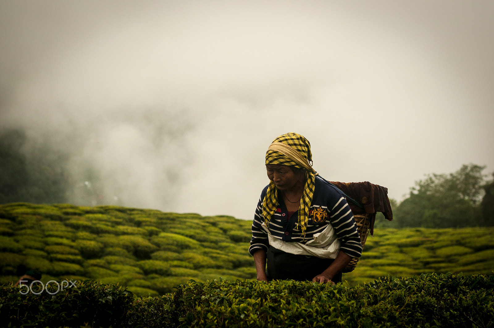 Nikon D90 + AF Nikkor 50mm f/1.4 sample photo. My blood type is tea photography