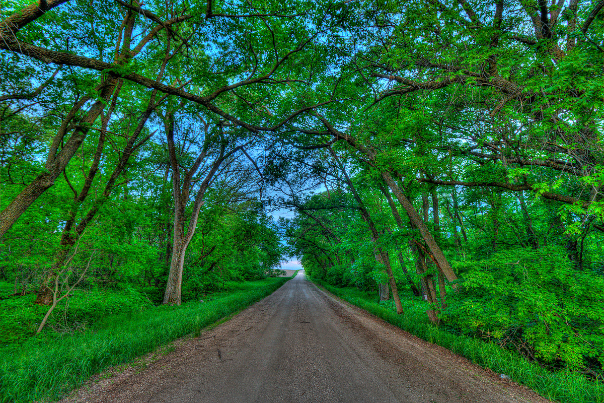 Canon EF-S 10-18mm F4.5–5.6 IS STM sample photo. Lacustrine grove byway photography