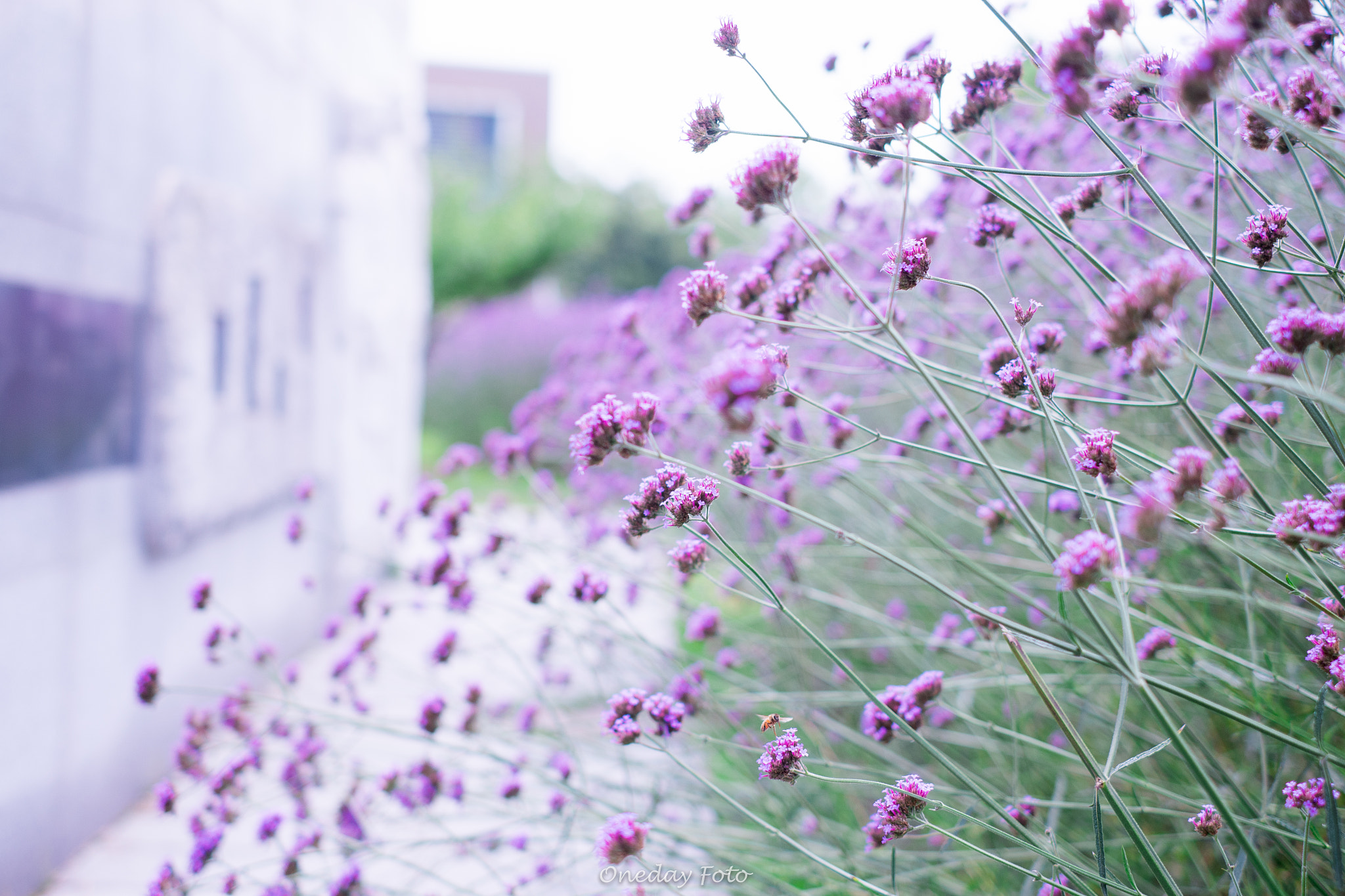 Fujifilm X-A1 sample photo. Flower photography