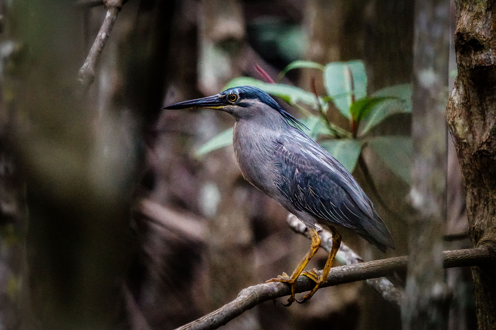 Sony ILCA-77M2 + Sony 70-400mm F4-5.6 G SSM II sample photo. Striated heron photography