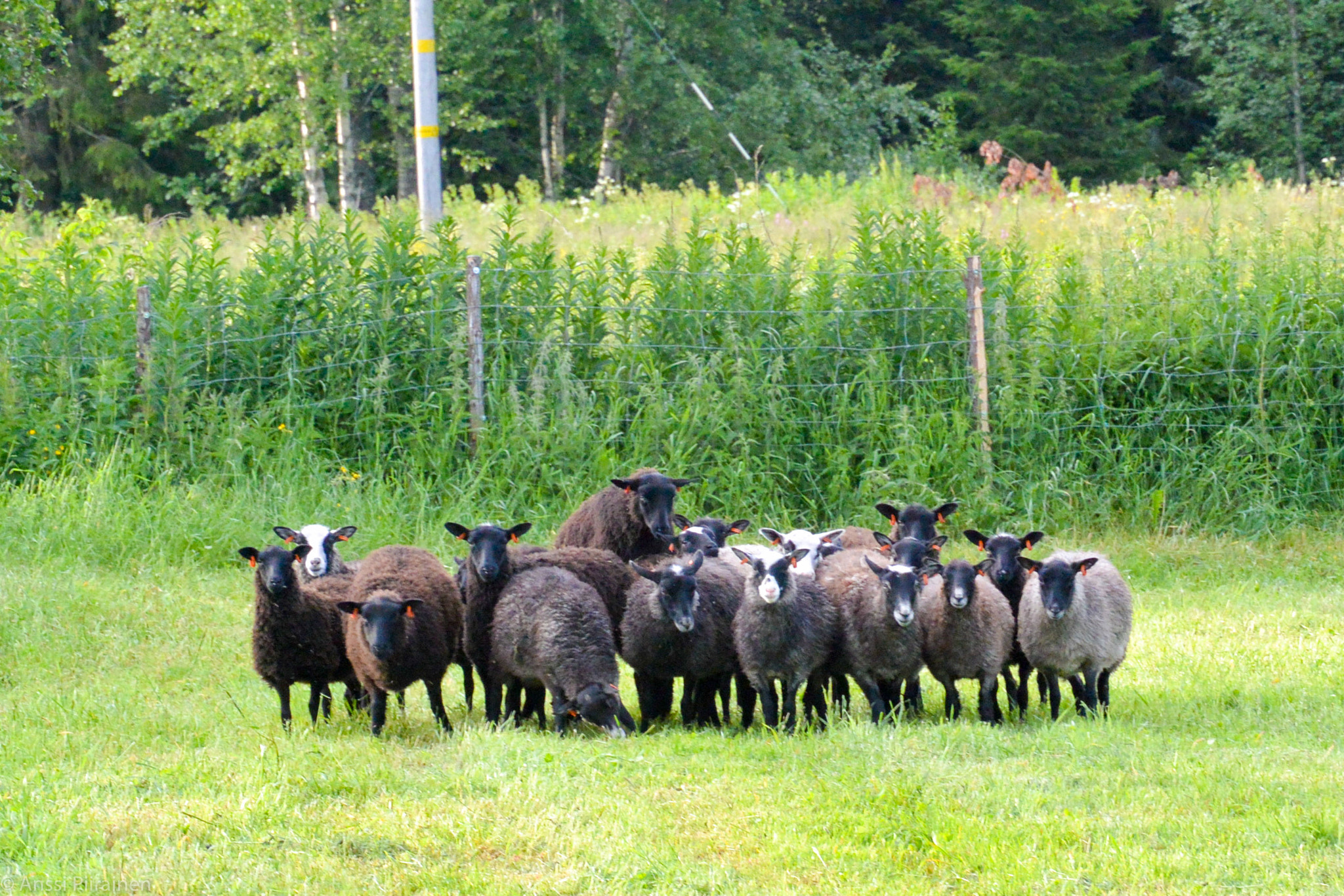 Nikon 1 Nikkor VR 30-110mm F3.8-5.6 sample photo. Black lambs posse photography