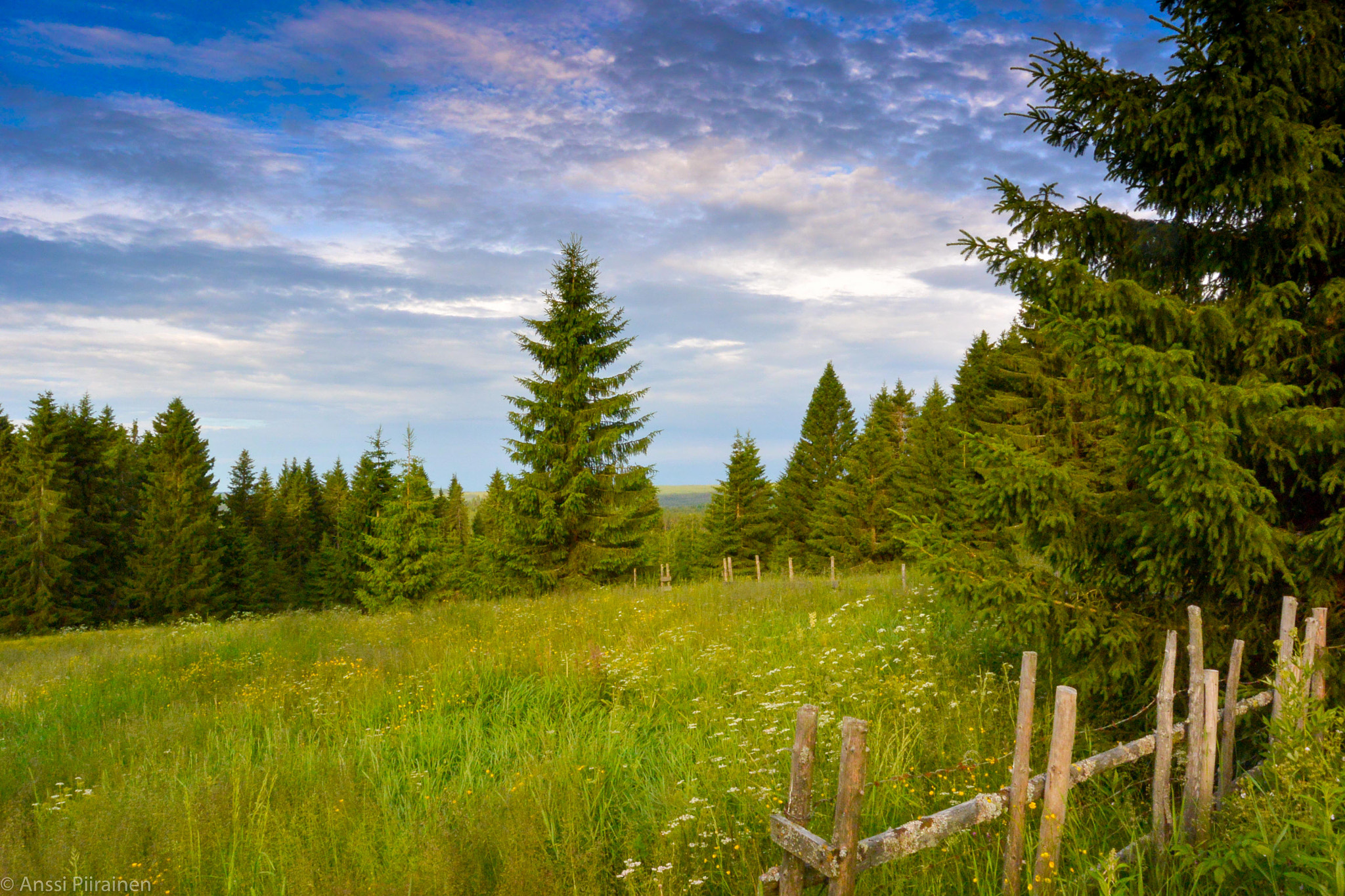 Nikon 1 V2 sample photo. Paljakka grass fields photography