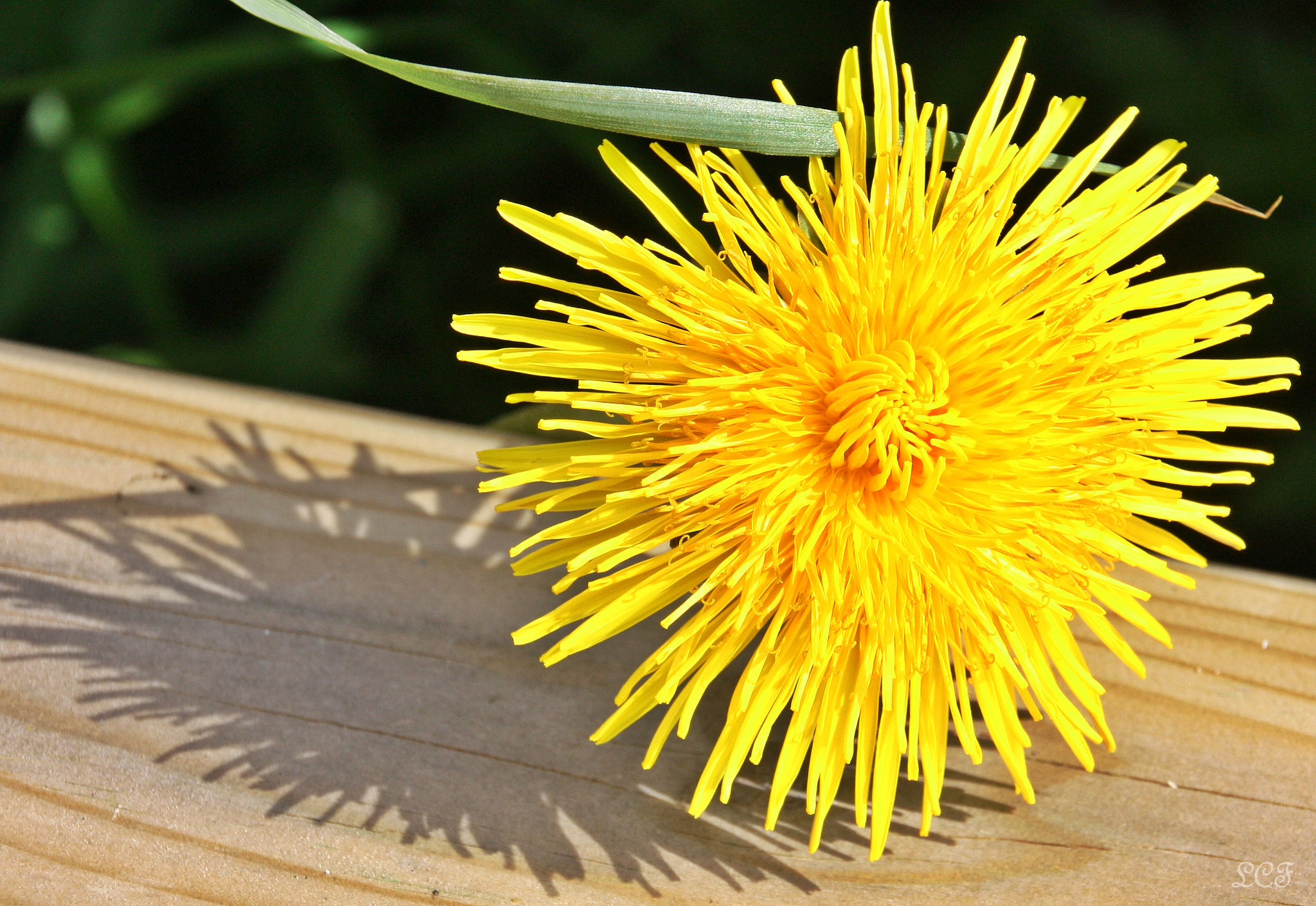 Canon EOS 450D (EOS Rebel XSi / EOS Kiss X2) sample photo. Dandelion...  photography