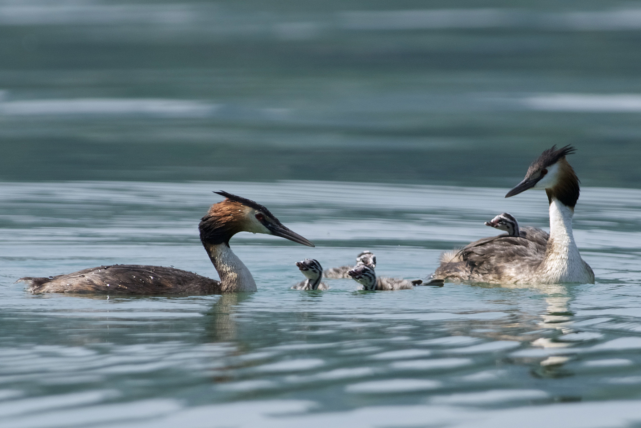 Nikon AF-S Nikkor 300mm F2.8G ED-IF VR sample photo. Family photography