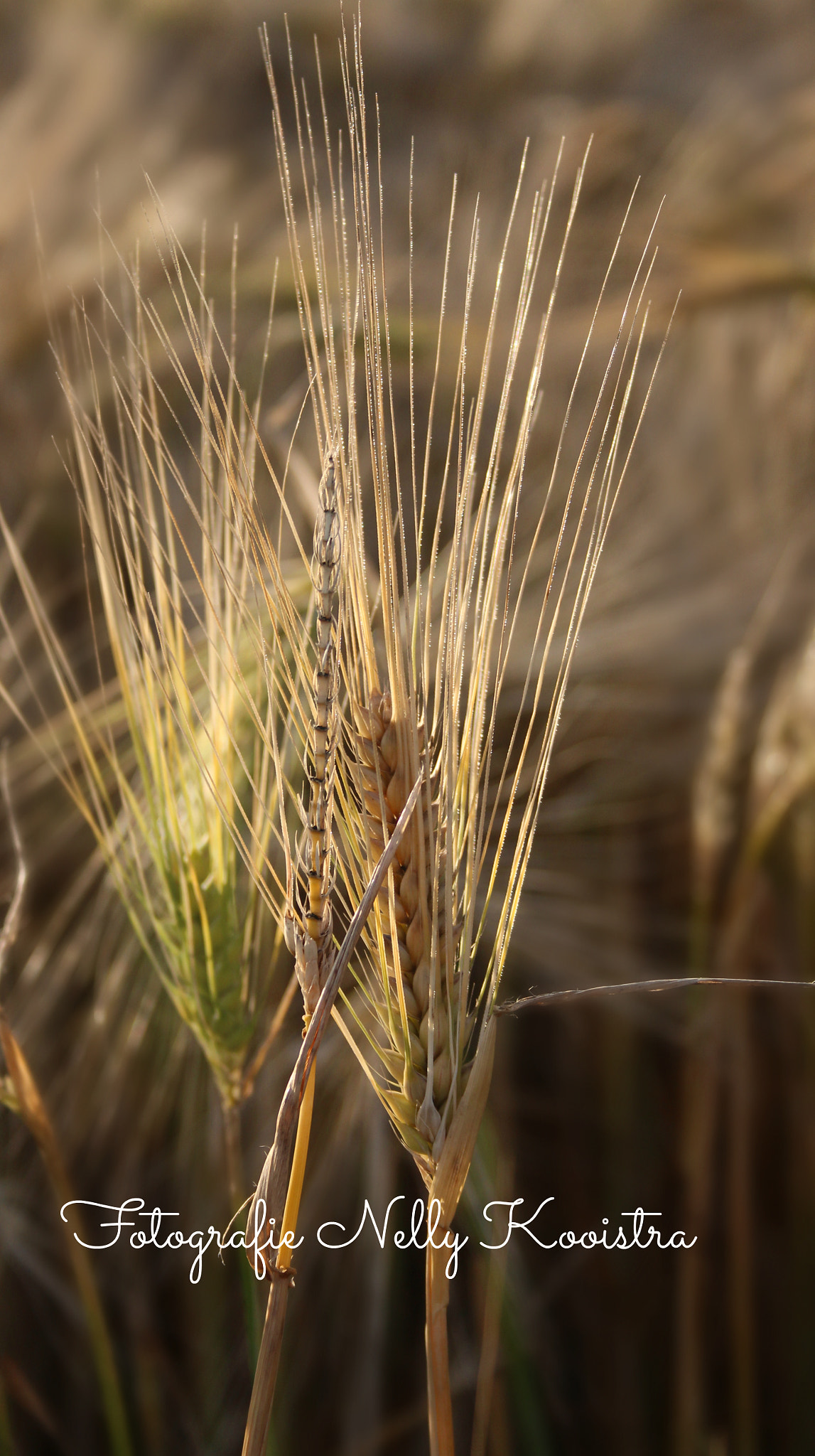 Canon EF-S 18-55mm F3.5-5.6 II sample photo. Corn photography