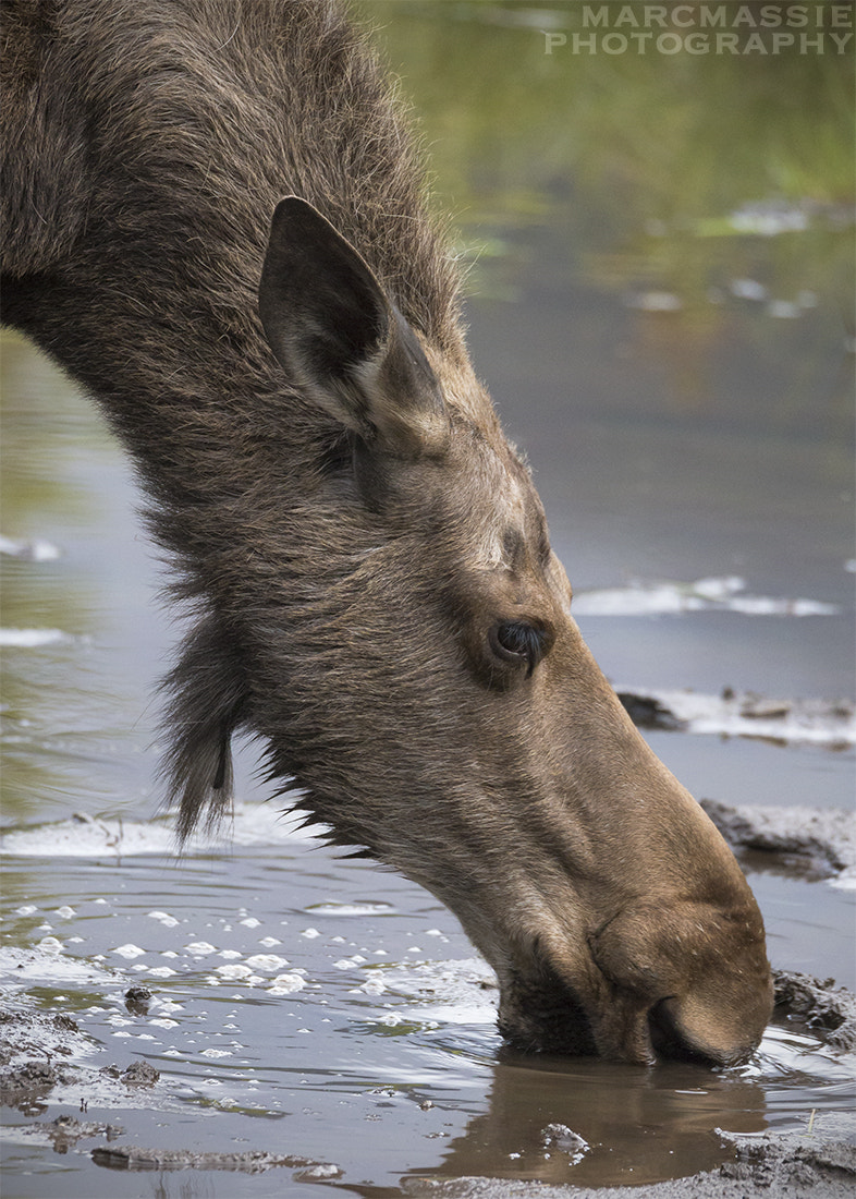 150-600mm F5-6.3 DG OS HSM | Sports 014 sample photo. Cow moose quenching her thirst in kananaskis photography