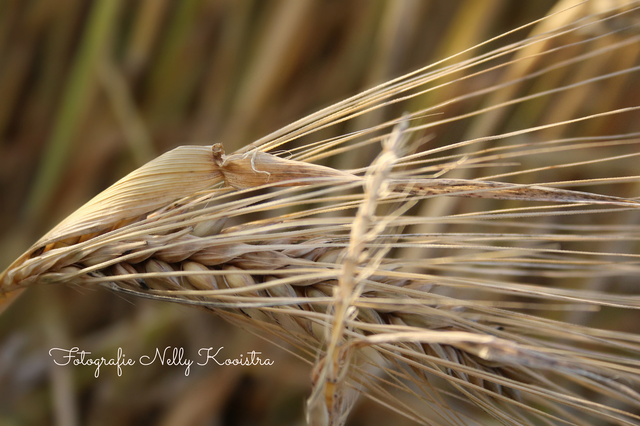Canon EF-S 18-55mm F3.5-5.6 II sample photo. Corn graan photography
