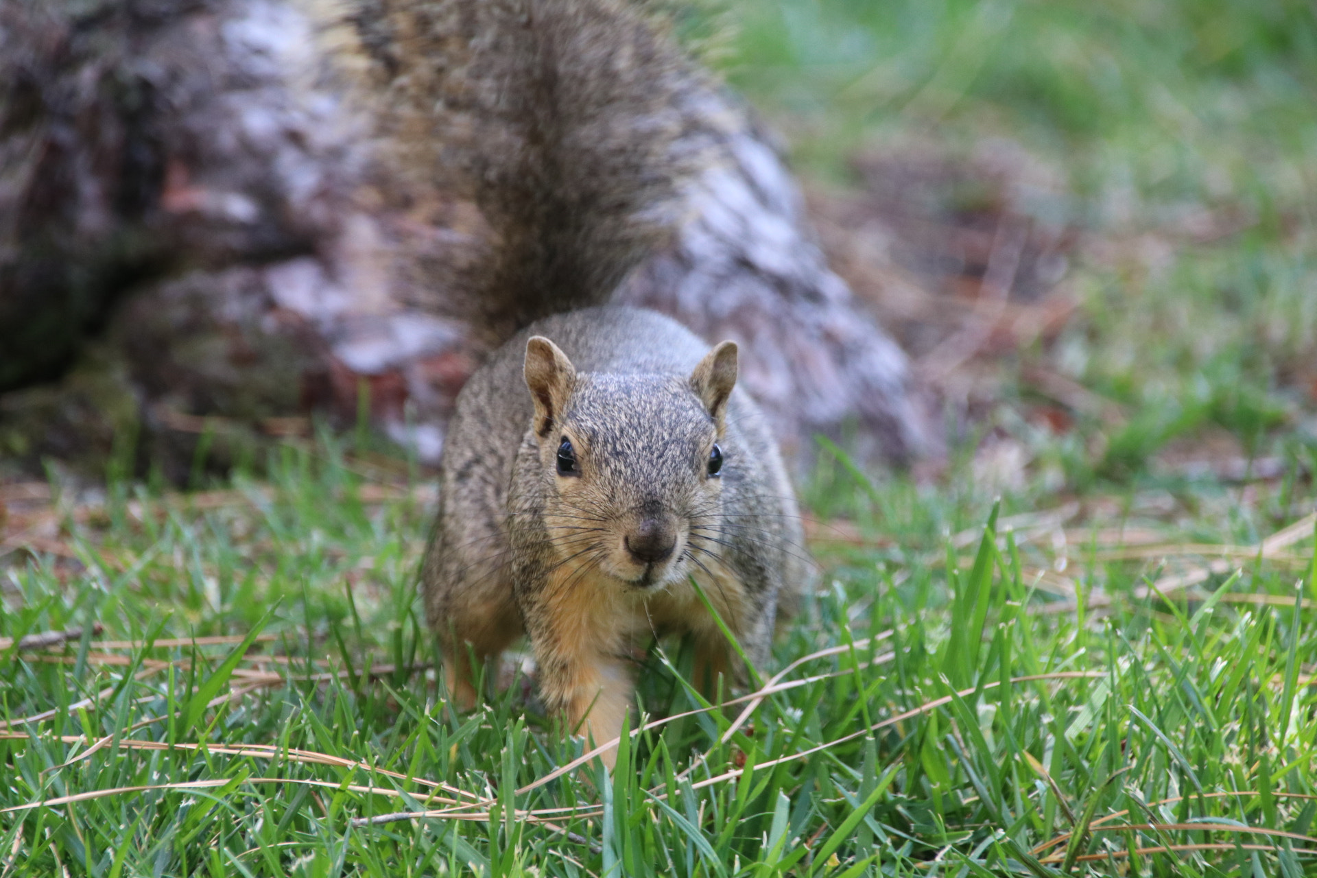 Sigma 18-250mm F3.5-6.3 DC OS HSM sample photo