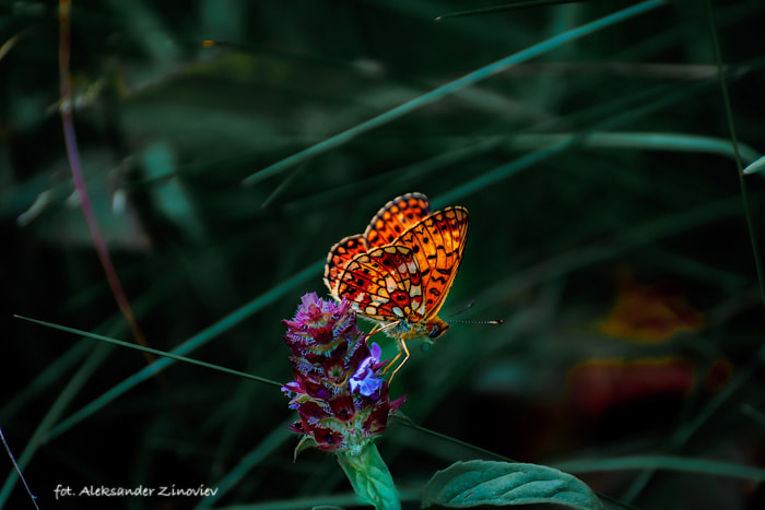 Sigma 50-200mm F4-5.6 DC OS HSM sample photo. Трудится над сбором нектара/butterfly is working on gathering nectar photography
