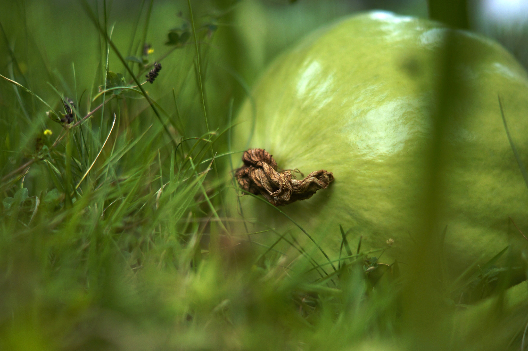 Sony SLT-A37 + Sony DT 50mm F1.8 SAM sample photo. Pumpkin... photography