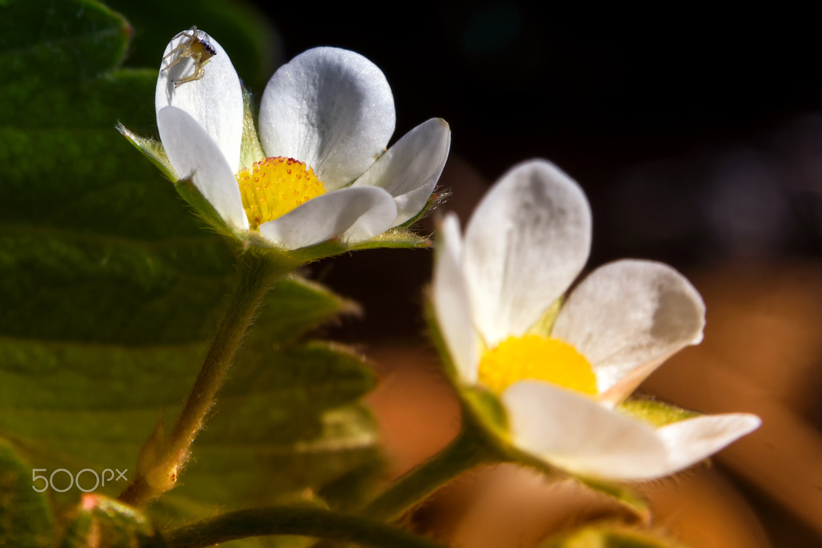 AF Zoom-Nikkor 28-105mm f/3.5-4.5D IF sample photo. Lurking at sunrise photography