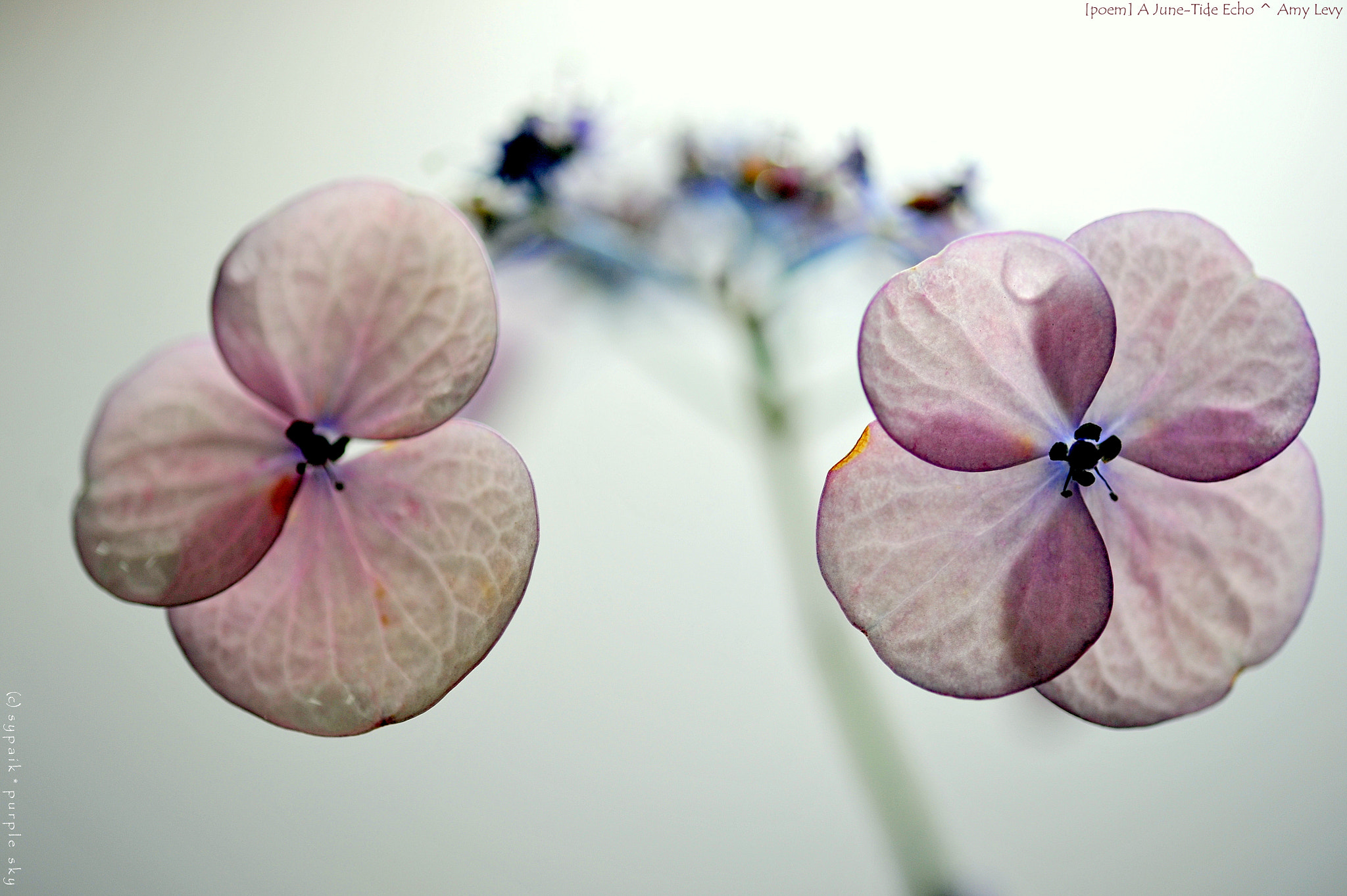 Nikon AF-S Micro-Nikkor 60mm F2.8G ED sample photo. A june-tide echo iii photography