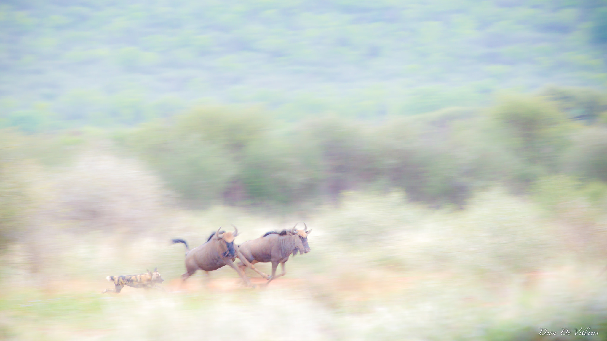 Canon EF 300mm f/2.8L sample photo. The chase... photography