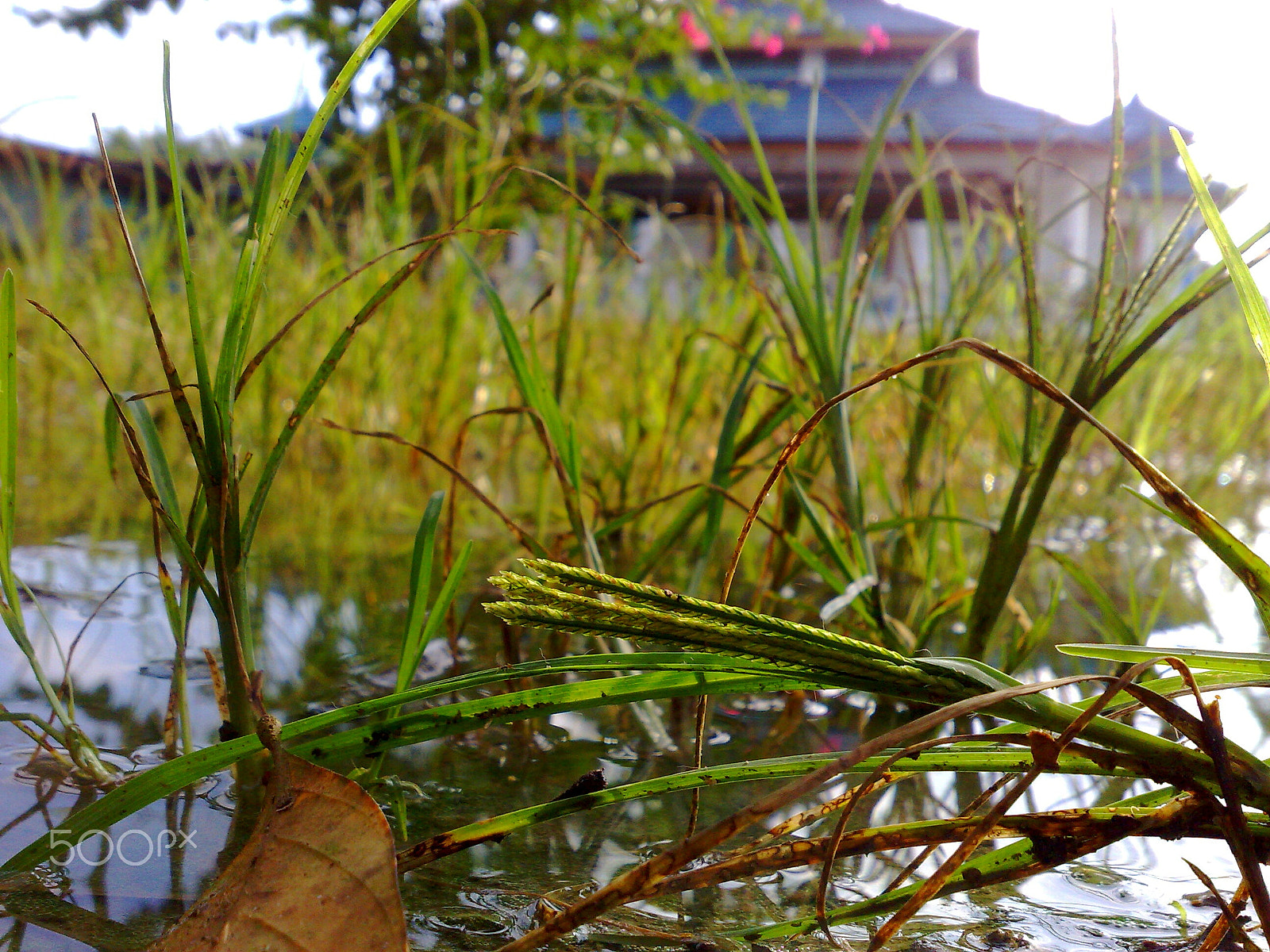 Nokia N95 sample photo. My memories photography
