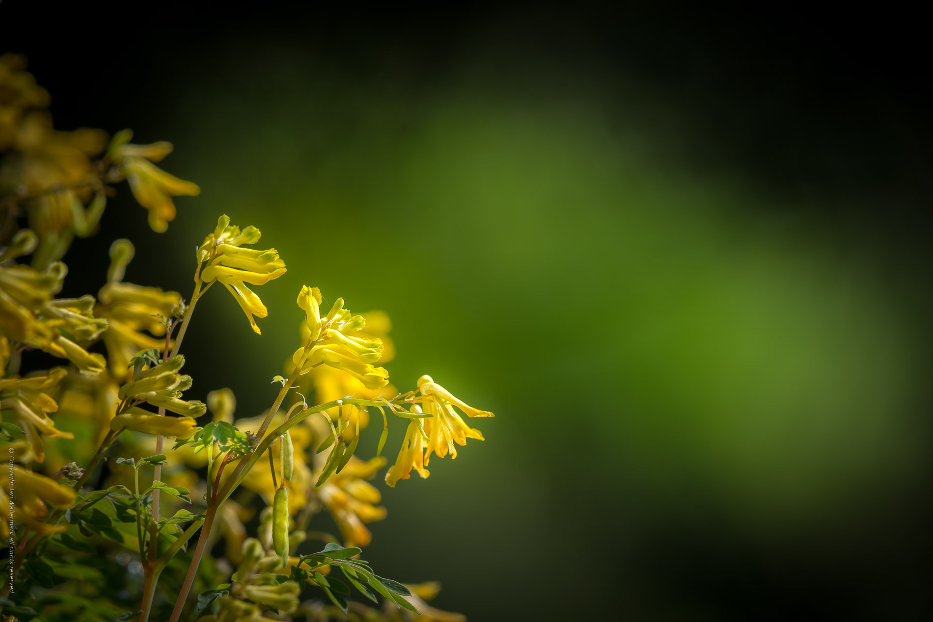 Nikon AF-S Nikkor 200-500mm F5.6E ED VR sample photo. Exploring the garden photography