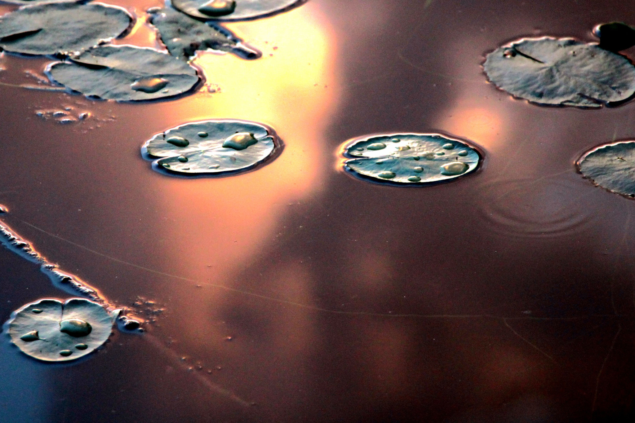 Canon EOS 500D (EOS Rebel T1i / EOS Kiss X3) sample photo. Water lily with the sunset photography