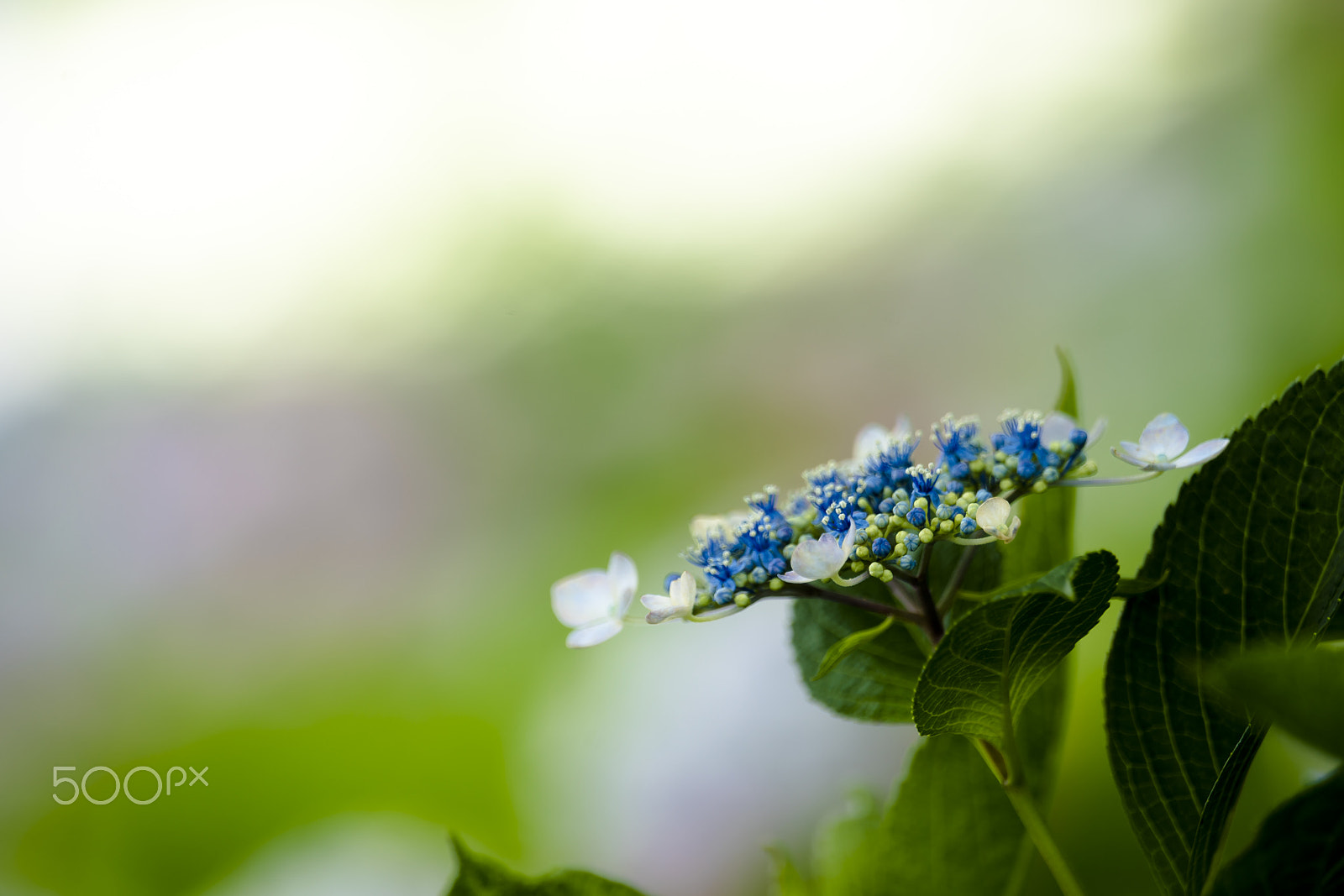 Sony a7R II + Sony 70-400mm F4-5.6 G SSM II sample photo. Hydrangea(_dsc1723.jpg) photography