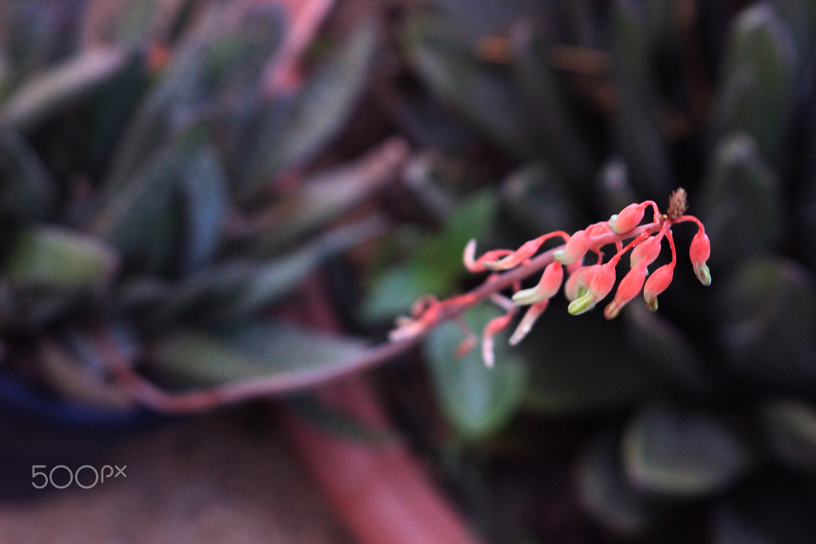 Sigma 70-300mm F4-5.6 APO DG Macro sample photo. Come closer photography