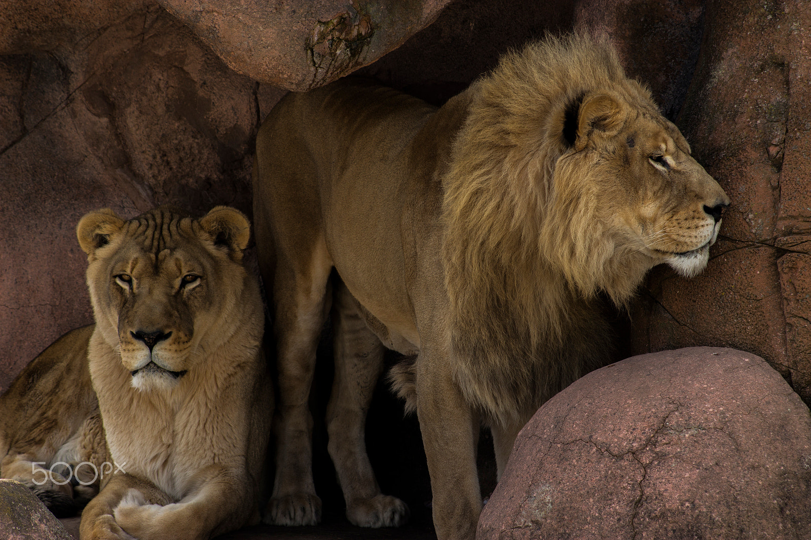 Canon EF 75-300mm f/4-5.6 USM sample photo. Strength together photography