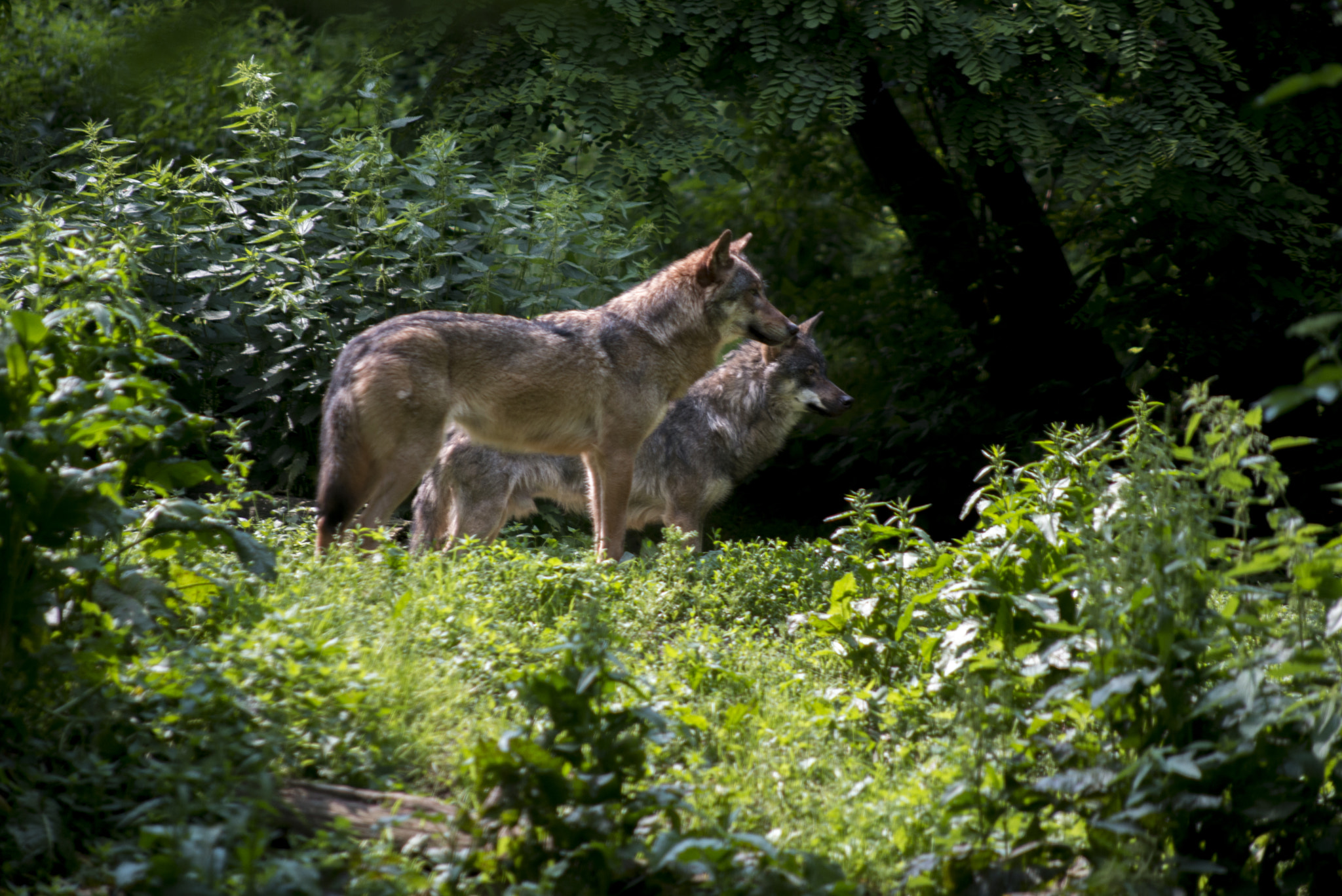 Nikon D600 + AF Nikkor 70-210mm f/4-5.6 sample photo. Half-pack photography