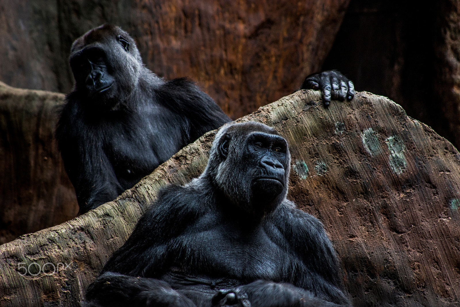 Canon EF 75-300mm f/4-5.6 USM sample photo. Innocent looks photography