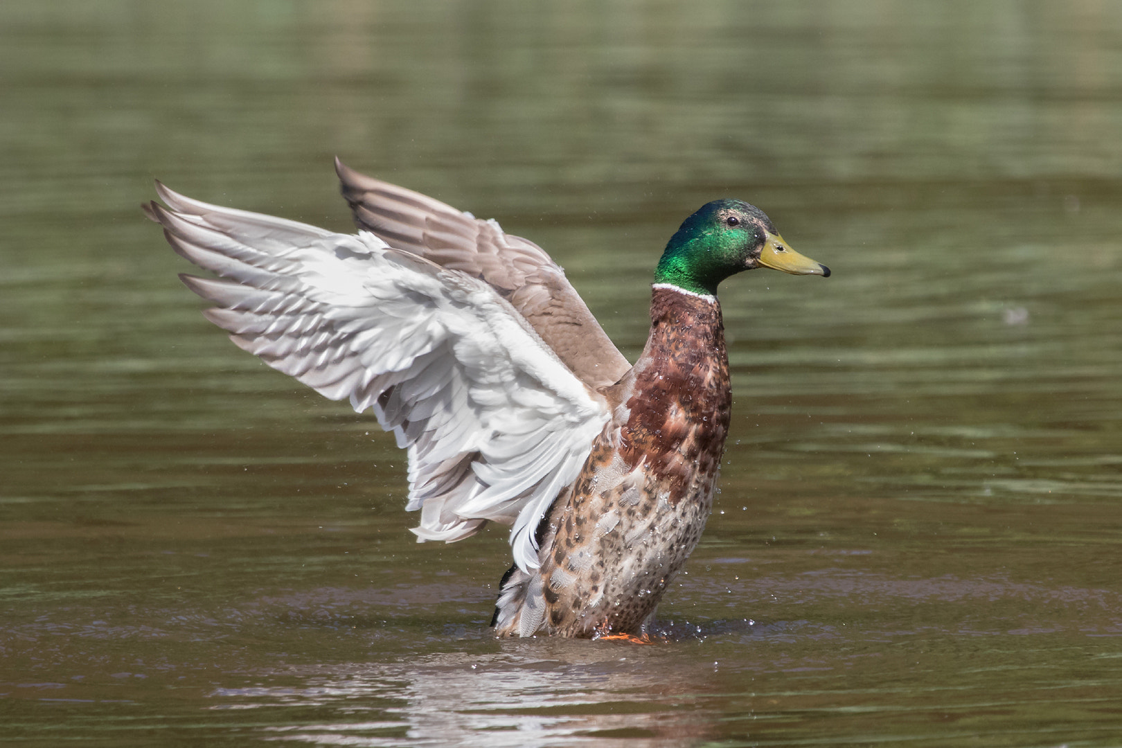 Canon EF 100-400mm F4.5-5.6L IS USM sample photo. Mr. mallard photography
