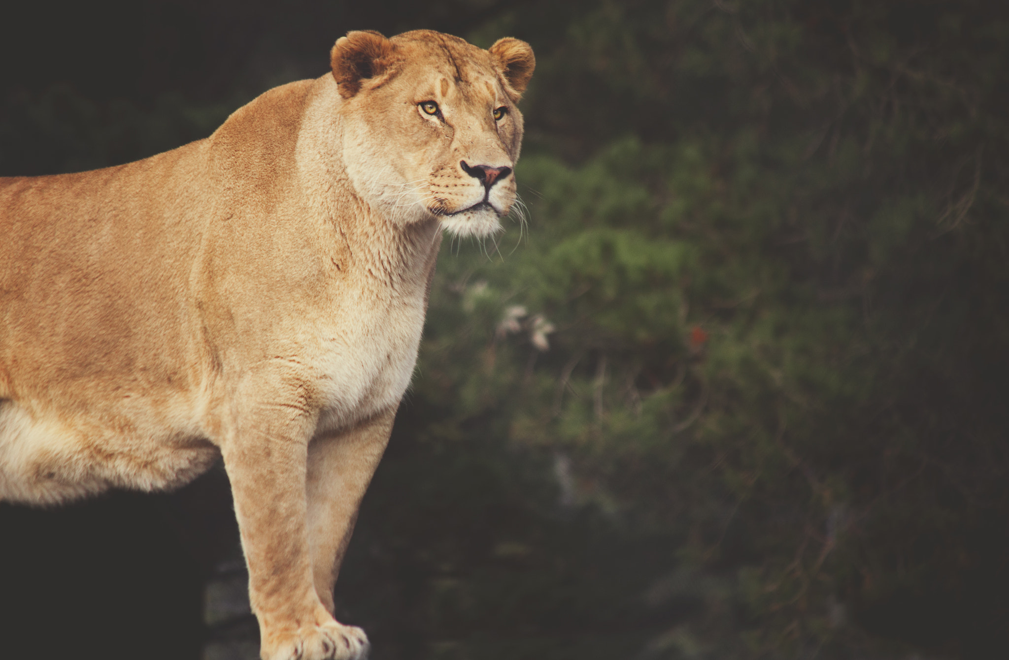 Canon EF 90-300mm F4.5-5.6 sample photo. Lioness photography