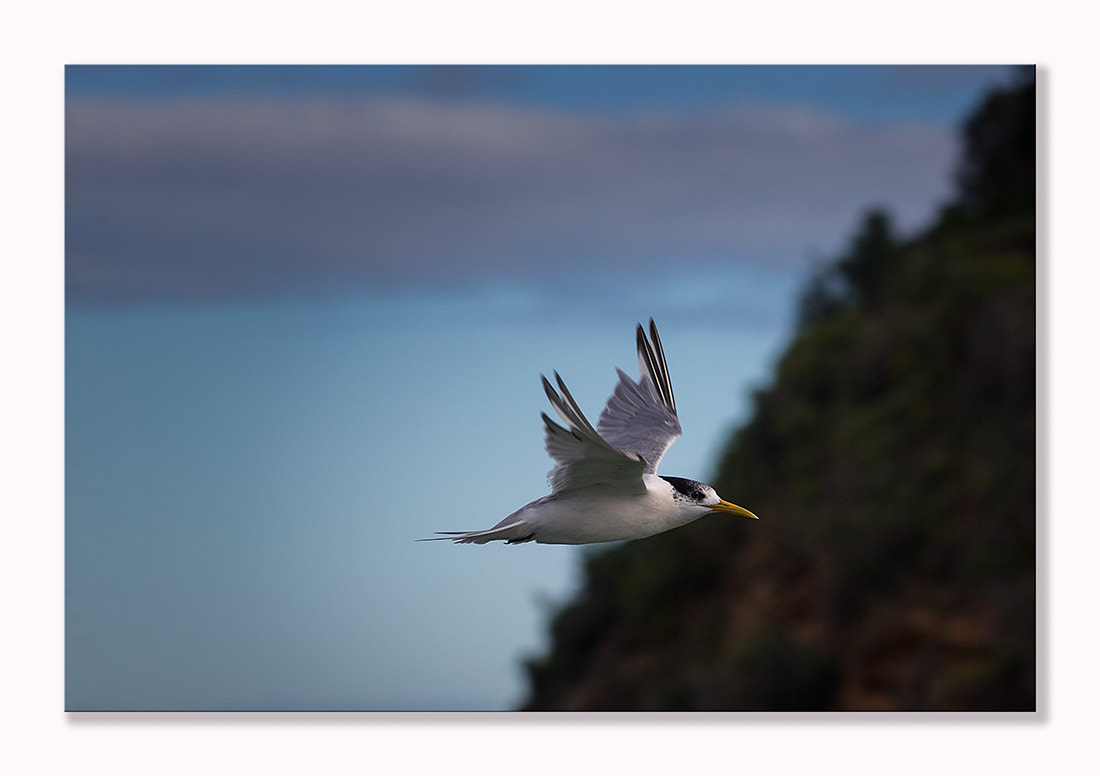 Canon EF 200mm F2.8L II USM sample photo. Seagull photography