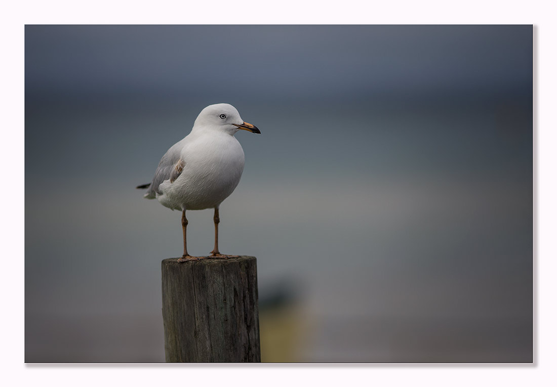 Canon EF 200mm F2.8L II USM sample photo. Seagull photography